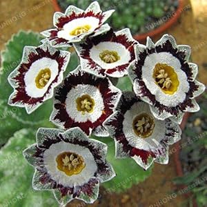 European Primula Acaulis Flower - for planting in home garden